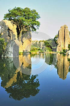 Stone forest