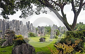 The stone forest