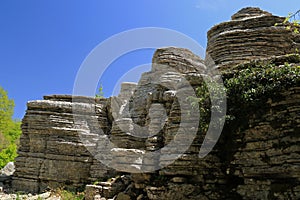 Stone Forest, Monodendri