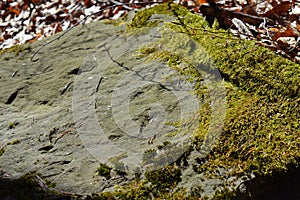 Stone forest nature background wallpaper