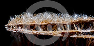 Stone forest selenite crystals