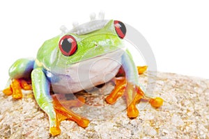 Stone Frog King!