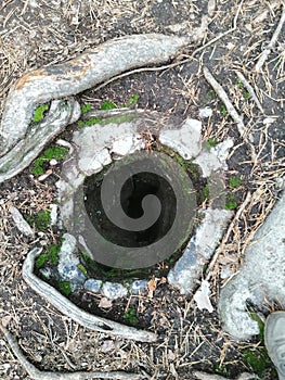 Stone funnel in the roots of the tree