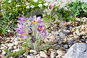 Stone garden with pasque flower