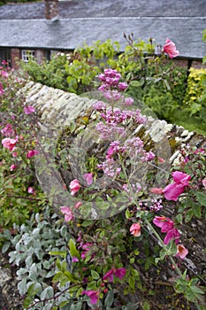 Stone garden wall bordered by pretty pink roses and other flowers