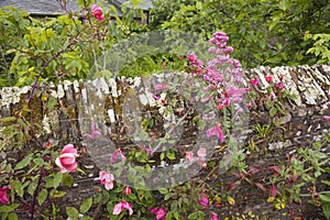 Stone garden wall bordered by pretty pink roses and other flowers