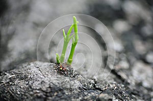 Stone with Green Shoots photo