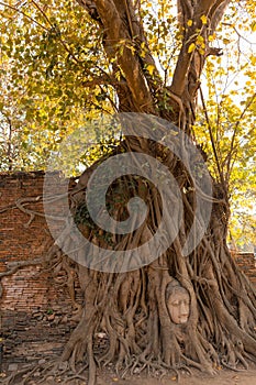 Stone head of Buddha