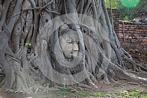 Stone head of Buddha surrounded by bodhi tree's roots