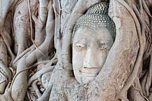 A stone head of Buddha surrounded by tree`s roots in Wat Prha Mahathat Temple in Ayutthaya