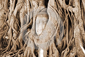 A stone head of Buddha in Wat Prha Mahathat Temple