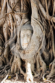 A stone head of Buddha in Wat Prha Mahathat Temple