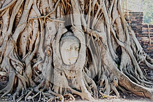 A stone head of Buddha in Wat Prha Mahathat Temple