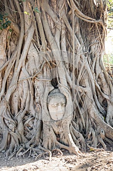 A stone head of Buddha in Wat Prha Mahathat Temple