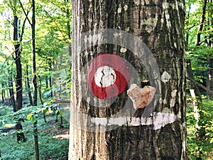 Stone heart on tree with mountaineering mark
