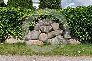 Stone hedge covered with ivy in the park