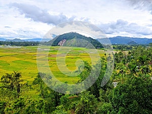 Stone hills in beautiful rice fields