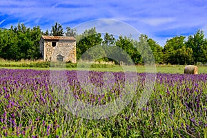 Stone house among lavender fields, Provence, France