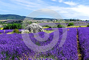 Stone hut in a lavender field, Provence, France
