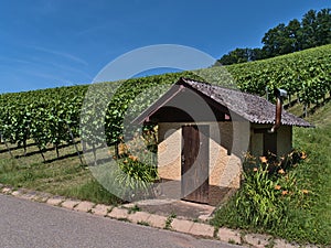 Stone hut with wooden door and orange colored lily flowers on the foot of vineyard on sunny day in summer with blue sky.