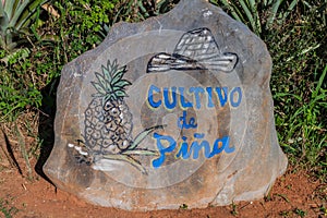 Stone with an inscription: Cultivo of Pina Growing of a pineapple marking a pineapple field. Vinales valley, Cuba photo