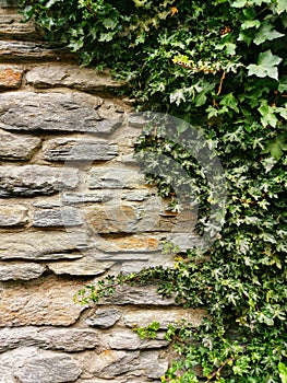 Stone and ivy wall abstract background vertical