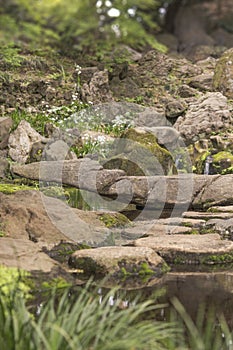 Stone landscape and moss on the pond of Japanese tea house in th