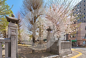Stone lanterns of Hiratsuka Shrine overlooked by cherry blossoms in Kaminakazato.