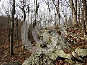 Stone Ledge in a New England Forest photo