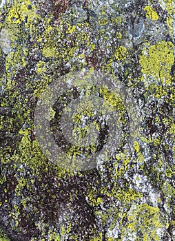 Stone with lichen background.