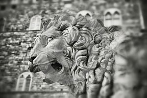 Stone lion - Florence