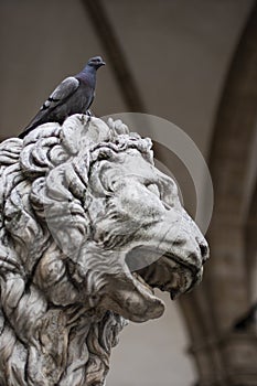 Stone lion sculpture with urban dove bird on its head in Firenze, Italy