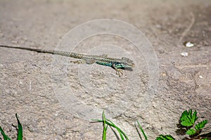 Stone lizard Darevskia raddei. A reptile with unique colors sits on a stone