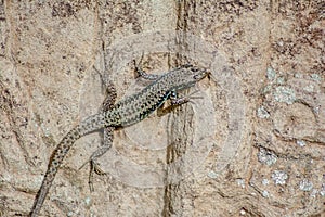 Stone lizard Darevskia raddei. A reptile with unique colors sits on a stone