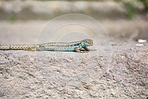 Stone lizard Darevskia raddei. A reptile with unique colors sits on a stone