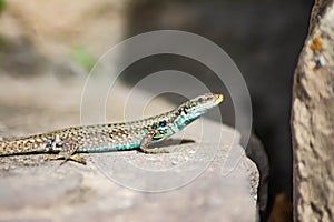 Stone lizard Darevskia raddei. A reptile with unique colors sits on a stone