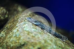 Stone loach photo