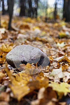 Stone lying on autumn leaves in the forest