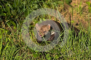 Stone marten
