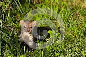 Stone marten img