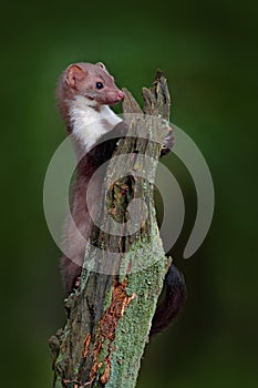 Stone marten, detail portrait of forest animal. Small predator sitting on the tree trunk with green moss in forest. Wildlife scene