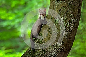 Stone marten, detail portrait of forest animal. Small predator sitting on the tree trunk with green moss in forest. Wildlife scene