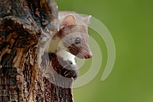 Stone marten, detail portrait. Small predator sitting on the tree trunk in forest. Wildlife scene, Poland. Beautiful cute forest