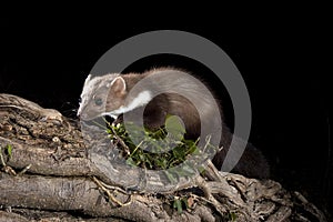 Stone Marten - Martes foina,branches of a tree, nocturnal mammal