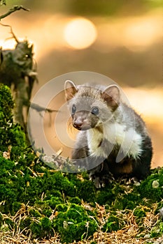 Stone marten, Martes foina, with clear green background. Beech marten, detail portrait of forest animal.