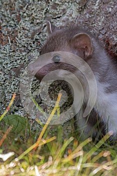 Stone marten, Martes foina, with clear green background. Beech marten, detail portrait of forest animal.