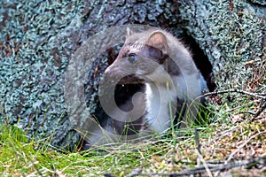 Stone marten, Martes foina, with clear green background. Beech marten, detail portrait of forest animal.