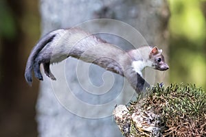 Stone marten, Martes foina, with clear green background. Beech marten, detail portrait of forest animal.