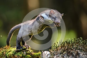 Stone marten, Martes foina, with clear green background. Beech marten, detail portrait of forest animal.