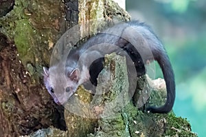 Stone marten, Martes foina, with clear green background. Beech marten, detail portrait of forest animal.